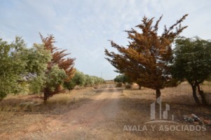 PLANTA BAJA EN VENTA CON PARCELA, LA MAGDALENA